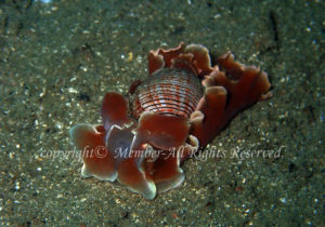 「ミスガイ」　わーさん