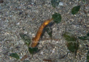 「タツノイトコ」　えーさん