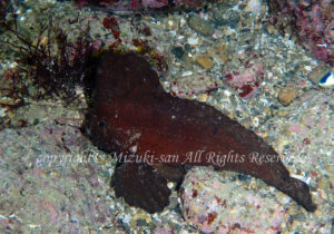 「ツマジロオコゼ」　みずきさん