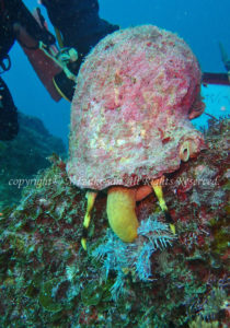 「食事中のホラガイ」　みずきさん
