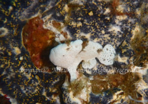 「イロカエルアンコウ」　みずきさん