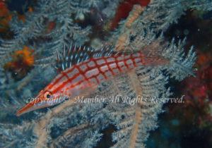 「クダゴンベ」　わーさん