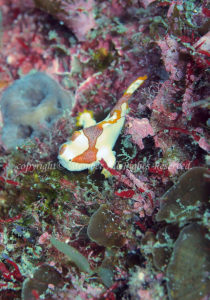 「クマドリカエルアンコウ」　わーさん
