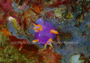 「ムラサキウミコチョウ」　わーさん