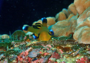 「ウデフリツノザヤウミウシ」　わーさん