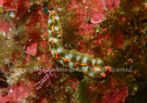 「ハナミドリガイ」　よしみさん