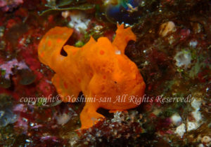 「イロカエルアンコウ」　よしみさん