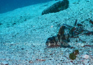 「ネコザメ」　かげやまさん