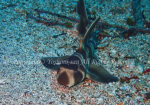 「ネコザメ」　よしみさん