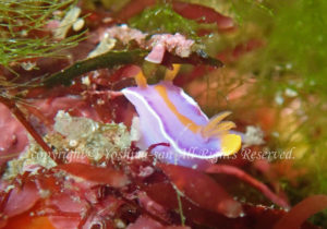 「ニシキウミウシ」　よしみさん