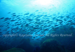 「タカベ」　かげやまさん