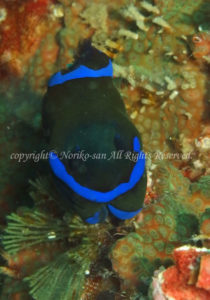 「ミドリリュウグウウミウシ」　のりこさん