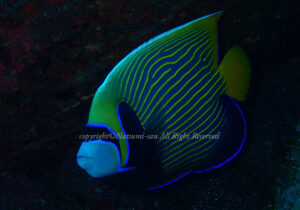 「タテジマキンチャクダイ」　なつみさん